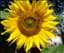 sunflower123