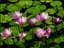 pernillak