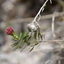 Tysktjej
